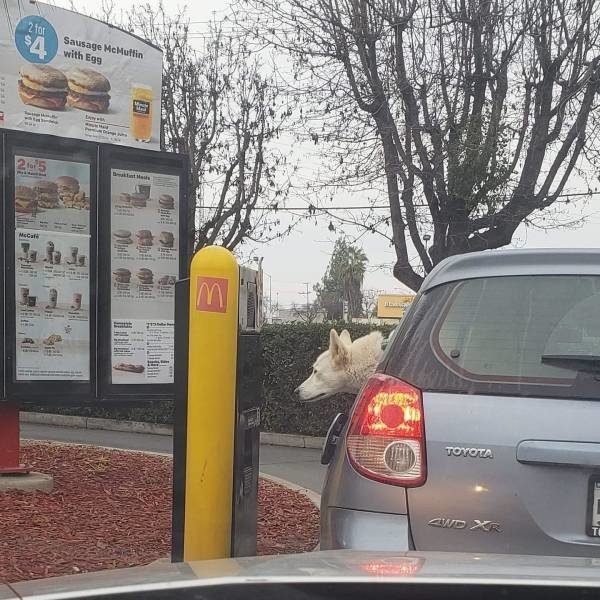 Funny Animals (54 pics)