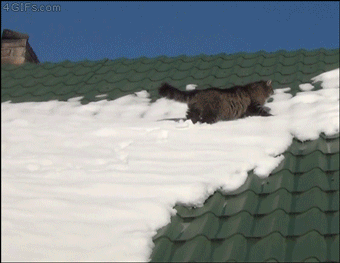 Funny Animals (54 pics)