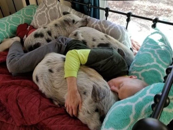 Funny Animals (54 pics)