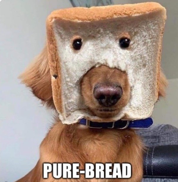 Funny Animals (54 pics)
