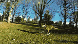 Funny Animals (54 pics)