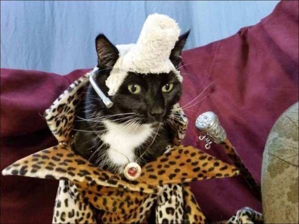 Funny Animals (54 pics)