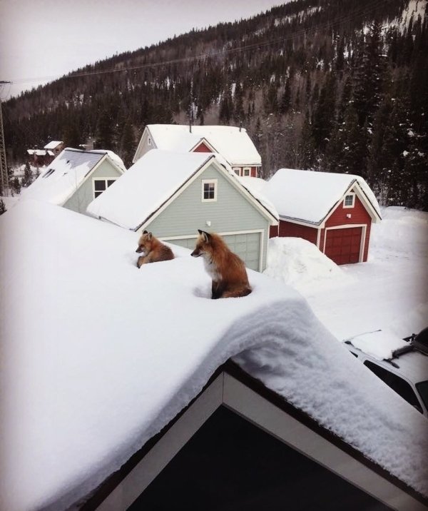 Funny Animals (54 pics)