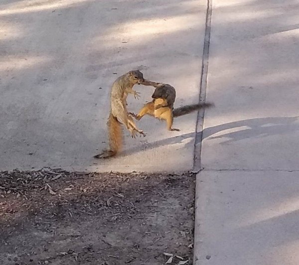 Funny Animals (54 pics)