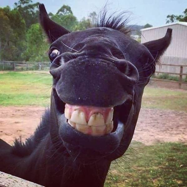 Funny Animals (54 pics)