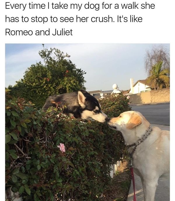 Funny Animals (54 pics)