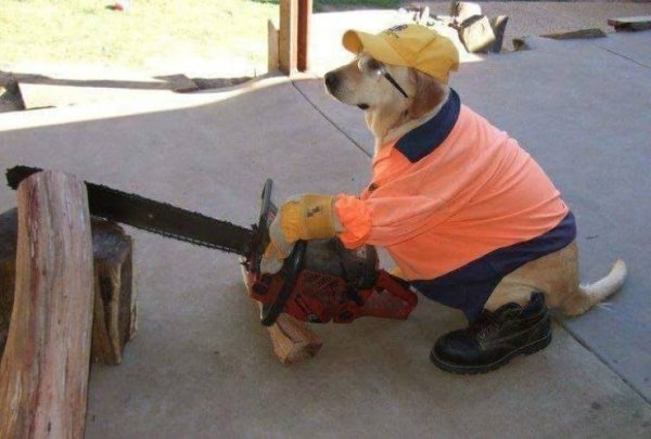 Funny Animals (54 pics)