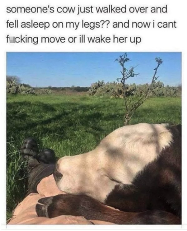 Funny Animals (54 pics)