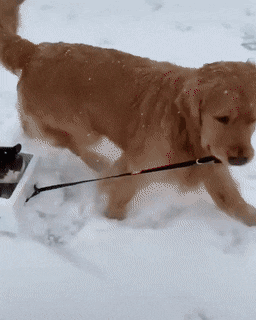 Funny Animals (54 pics)