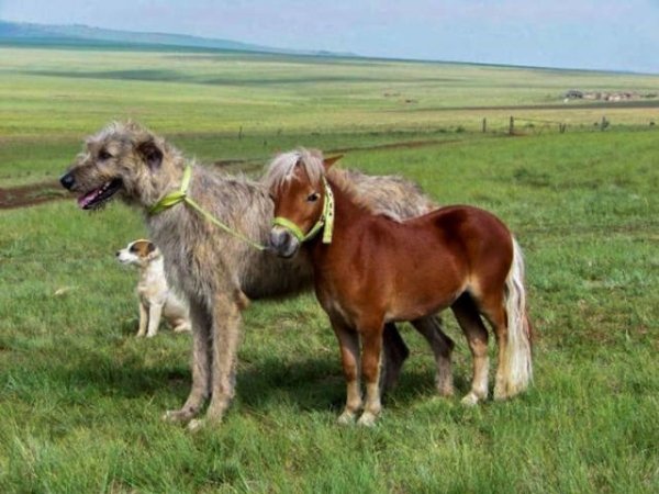 Funny Animals (54 pics)