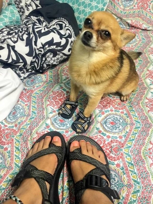 Funny Animals (54 pics)