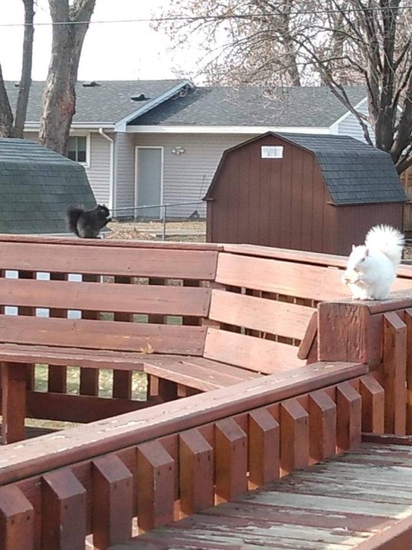 Funny Animals (54 pics)