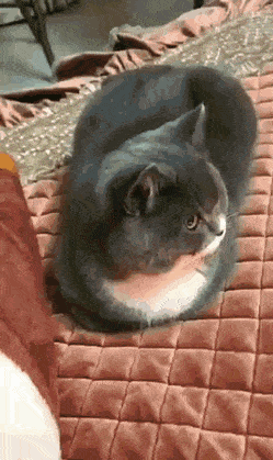 Acid Gifdump, January 24 (25 gifs)
