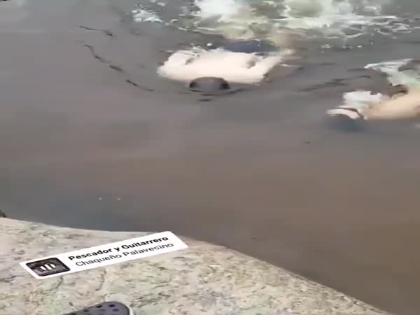 Strange Fishes