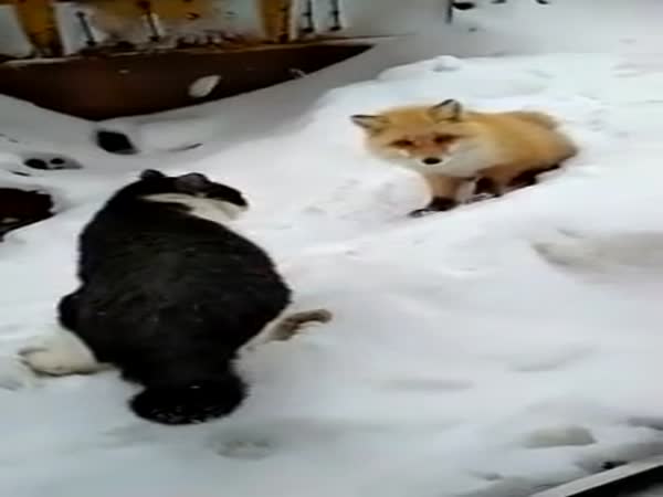 Cat Vs. Fox