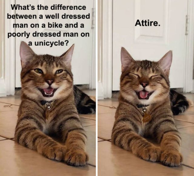 Joking Cat (22 pics)