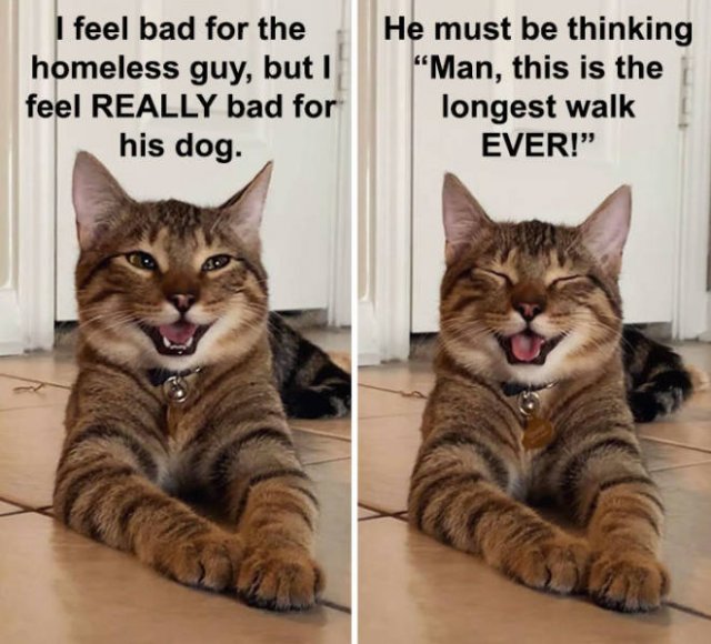 Joking Cat (22 pics)