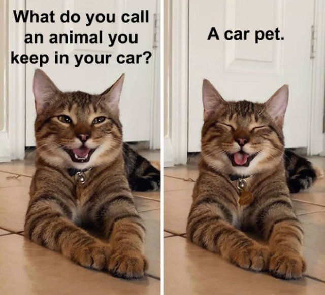 Joking Cat (22 pics)