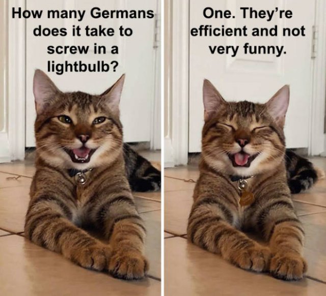 Joking Cat (22 pics)