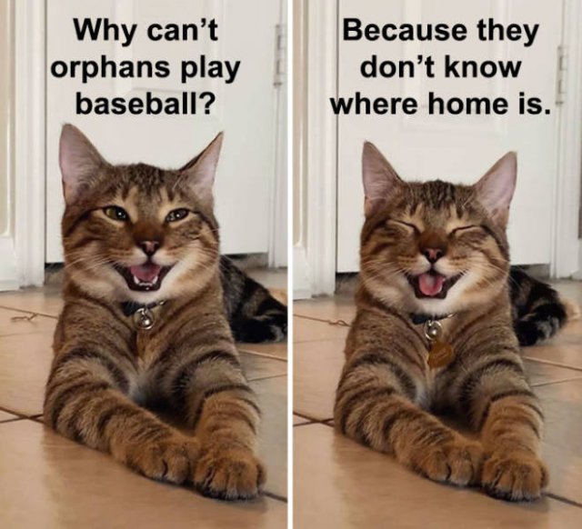 Joking Cat (22 pics)