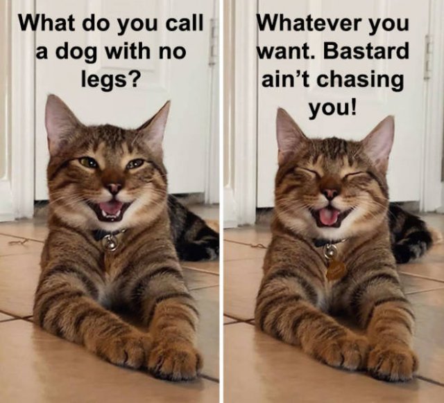 Joking Cat (22 pics)