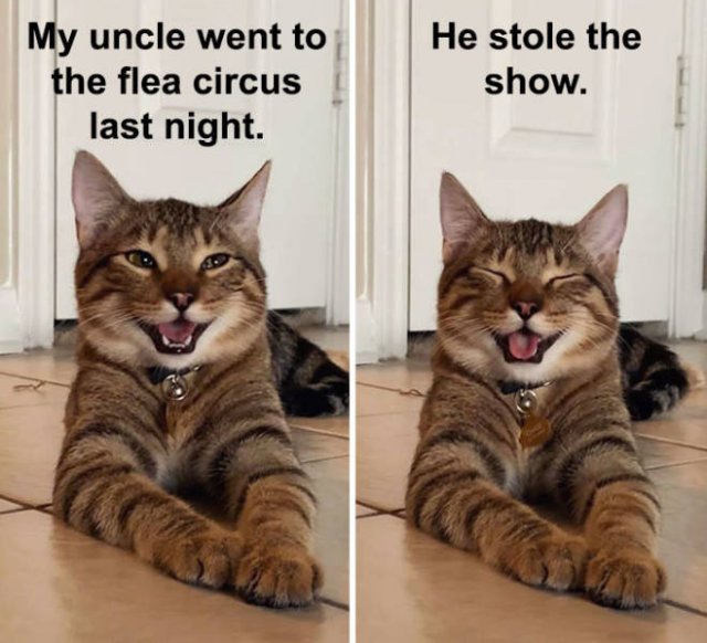 Joking Cat (22 pics)
