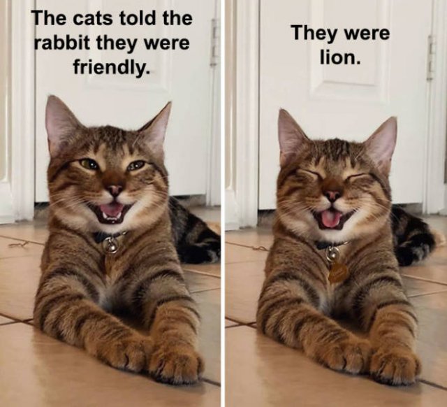 Joking Cat (22 pics)