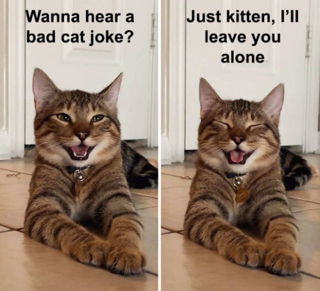 Joking Cat (22 pics)