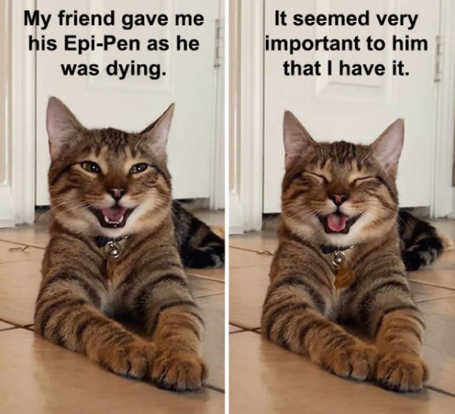 Joking Cat (22 pics)
