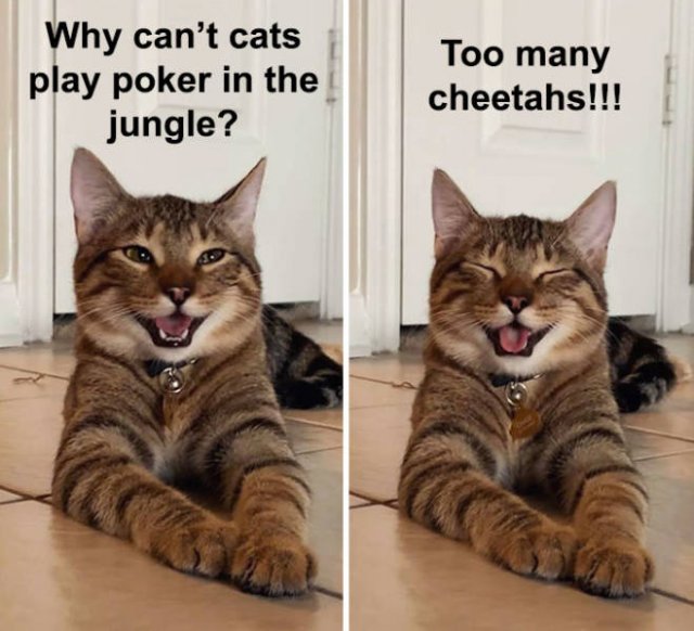 Joking Cat (22 pics)