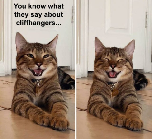 Joking Cat (22 pics)