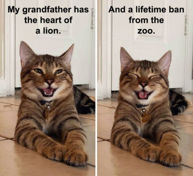 Joking Cat (22 pics)