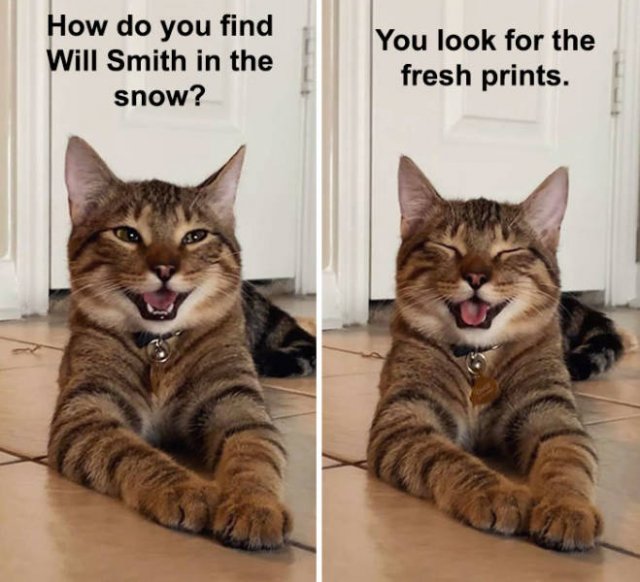 Joking Cat (22 pics)
