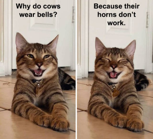 Joking Cat (22 pics)