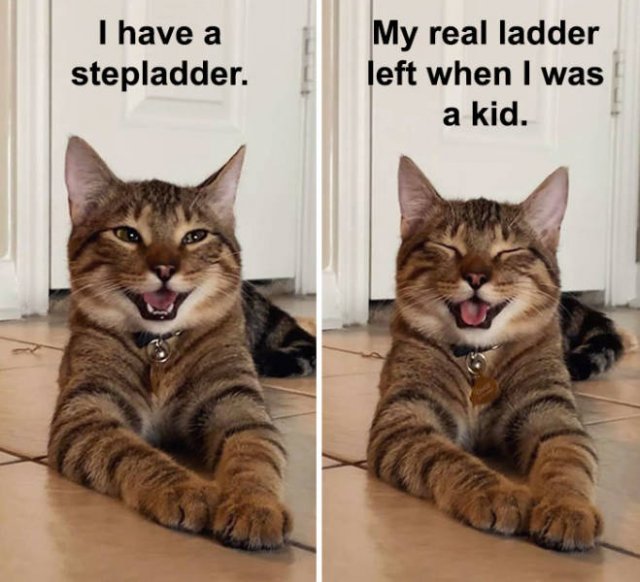 Joking Cat (22 pics)