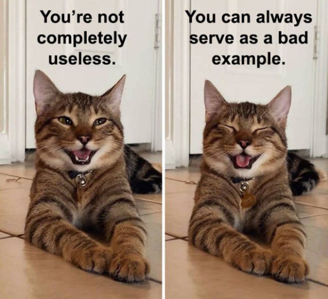 Joking Cat (22 pics)