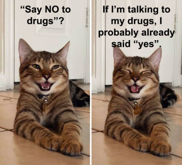 Joking Cat (22 pics)