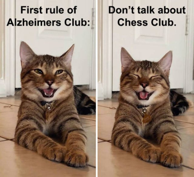 Joking Cat (22 pics)