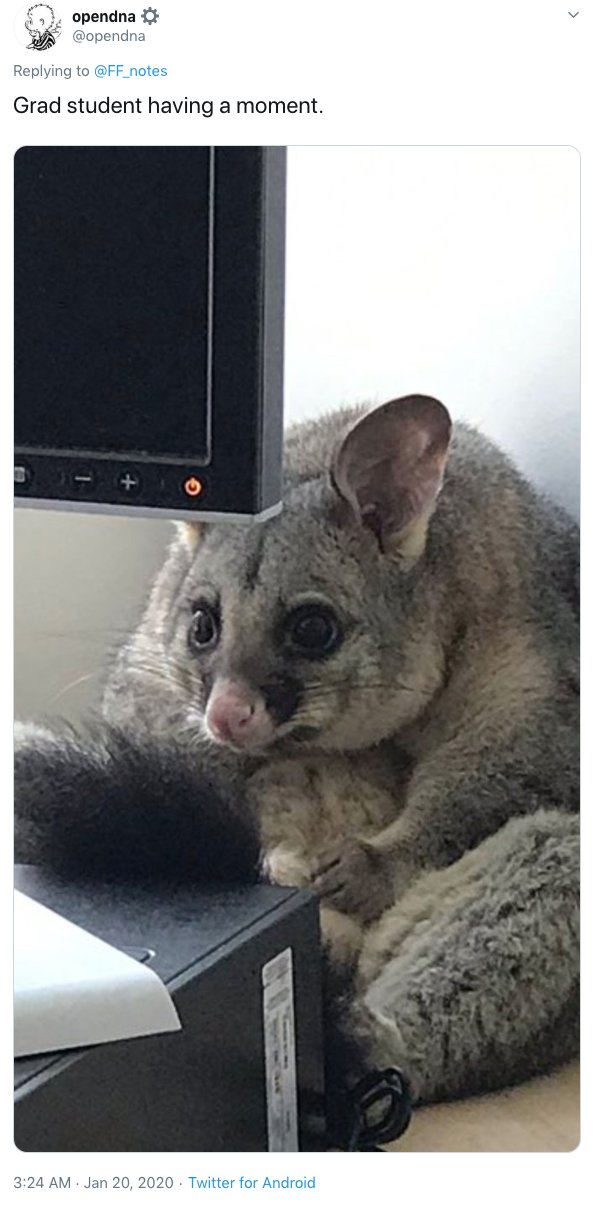 Office Possum Story (18 pics)