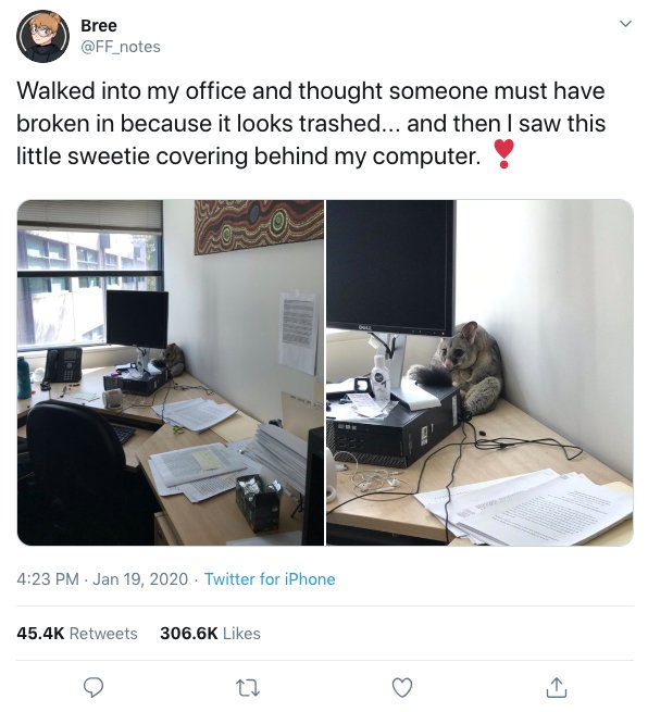 Office Possum Story (18 pics)