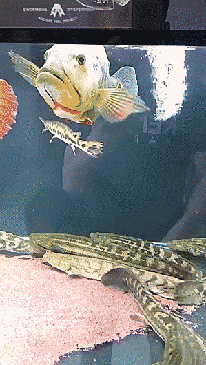 Acid Gifdump, January 28 (25 gifs)