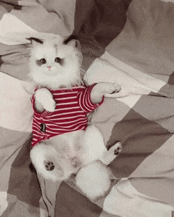 Acid Gifdump, January 28 (25 gifs)
