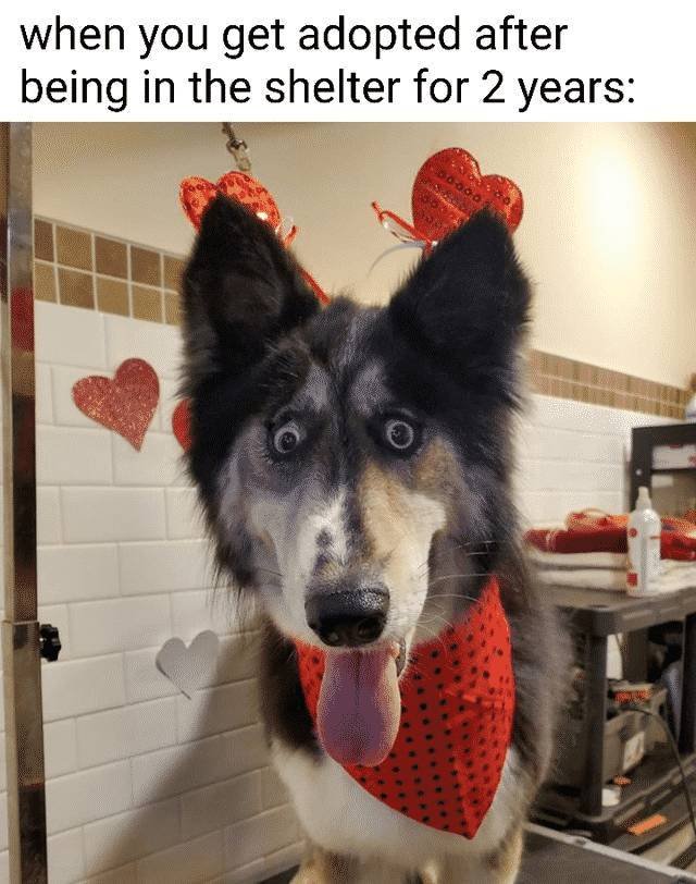 Memes Full Of Wholesomeness (40 pics)