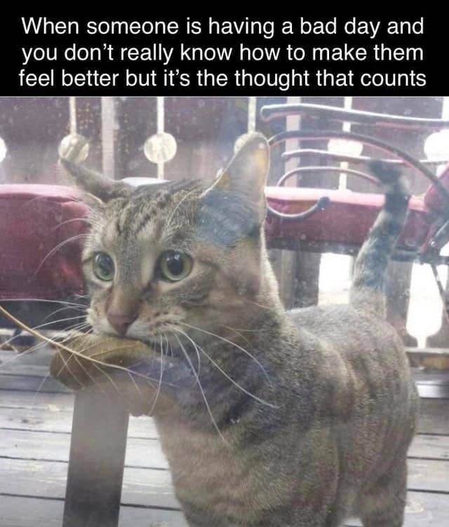 Memes Full Of Wholesomeness (40 pics)