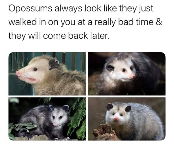 Some Funny Possums (51 pics)