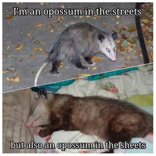 Some Funny Possums (51 pics)