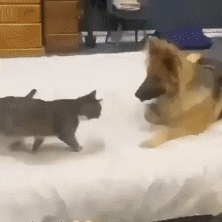 Acid Gifdump, January 30 (25 gifs)