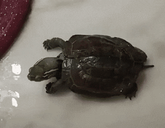 Acid Gifdump, January 30 (25 gifs)
