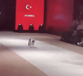 Acid Gifdump, January 30 (25 gifs)