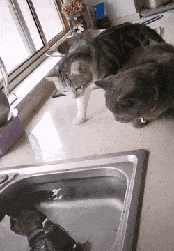 Acid Gifdump, January 30 (25 gifs)